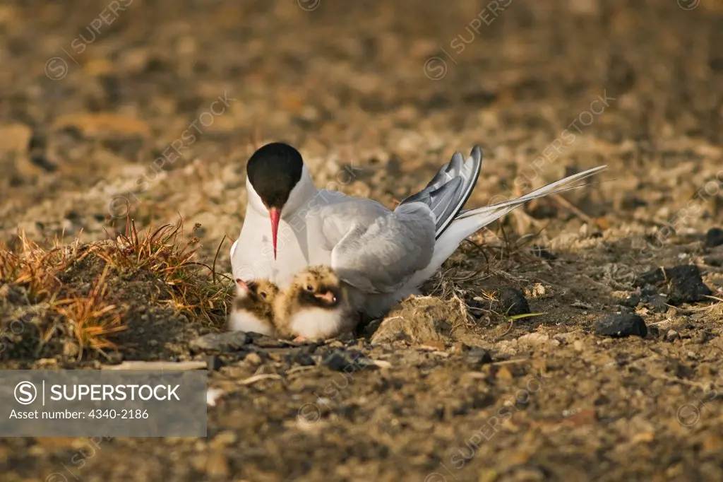 An adult Arctic tern (Sterna paradisaea) on its nest with two newborn chicks, outside the settlement of Longyearbyen, Svalbard, Norway.