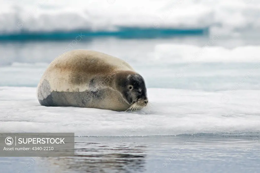A bearded seal (Erignathus barbatus) sleeps on sea ice floating along the Arctic coast of Svalbard, Norway, in summertime.