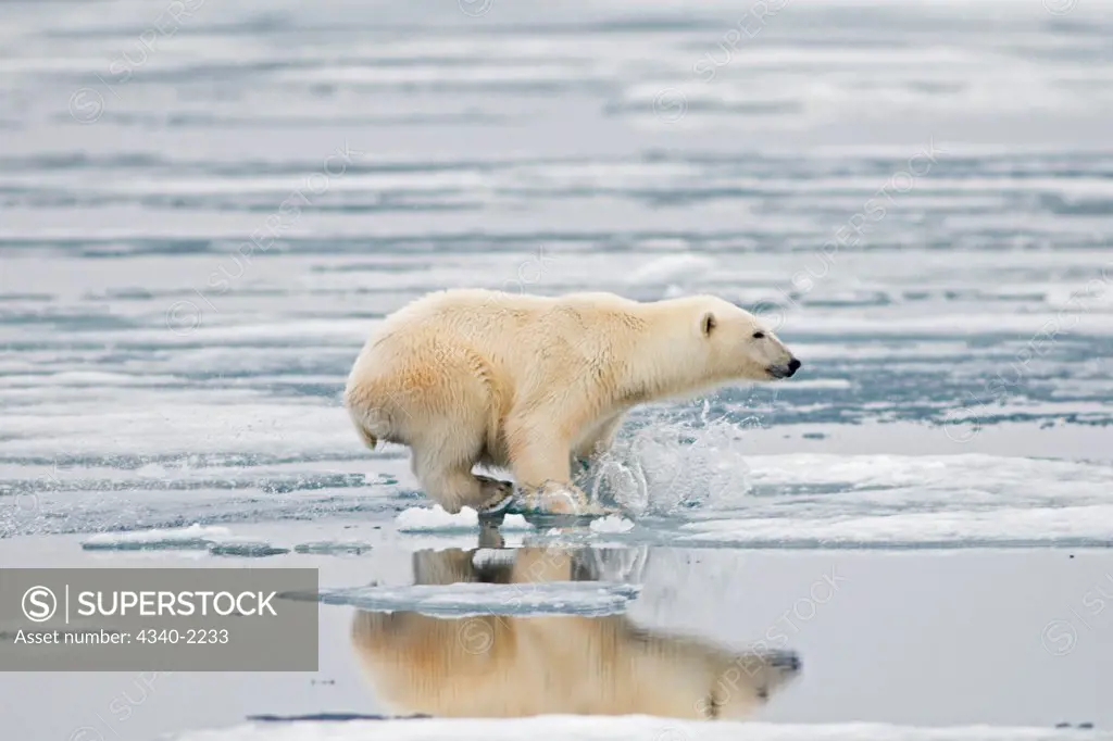 A polar bear (Ursus maritimus) sow hunts for seals amidst the sea ice floating off the coast of Svalbard, Norway, in summertime.