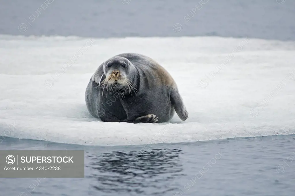 A large bearded seal (Erignathus barbatus) rests on sea ice floating along the Arctic coast of Svalbard, Norway, in summertime.
