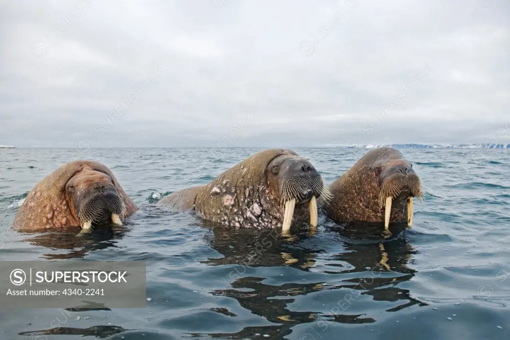 Curious adult walrus (Odobenus rosmarus) in waters along the coast of Svalbard, Norway, in summertime.