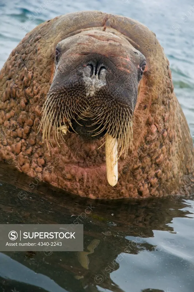 A large curious bull walrus (Odobenus rosmarus) in waters along the coast of Svalbard, Norway, in summertime.