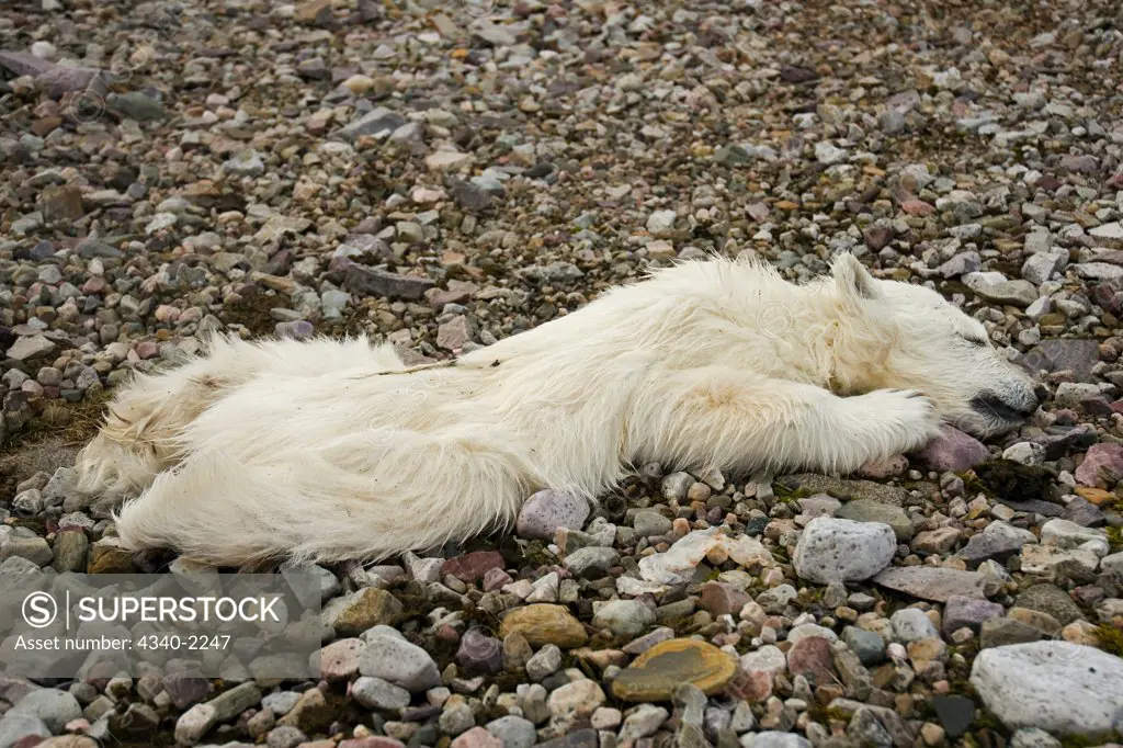 Deceased spring polar bear (Ursus maritimus) cub found along the coast of Svalbard, Norway, in summertime.  The cub was found with another cub; both probably died from starvation.