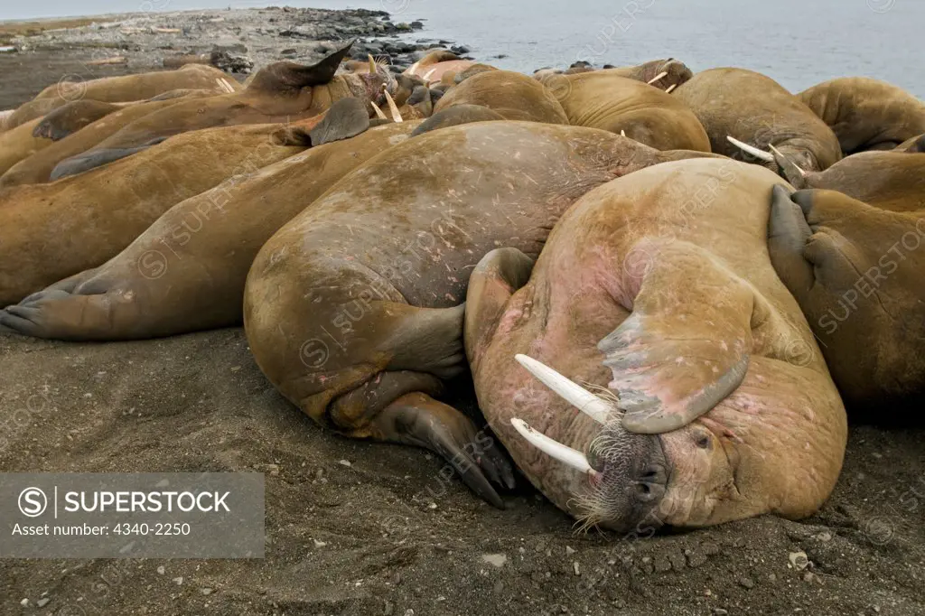 A herd of walrus (Odobenus rosmarus) bulls resting on a beach along the coast of Svalbard, Norway, in summertime.