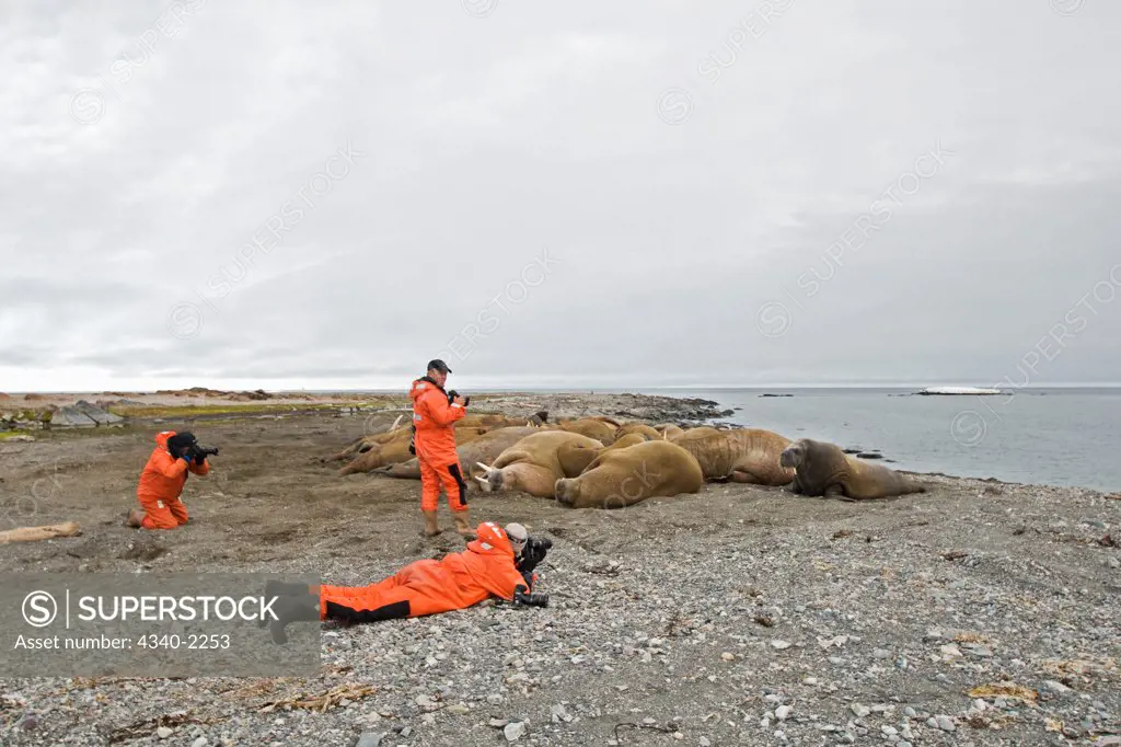 Three wildlife photographers shoot a herd of bull walrus (Odobenus rosmarus) hauled out on a beach resting, along the coast of Svalbard, Norway.