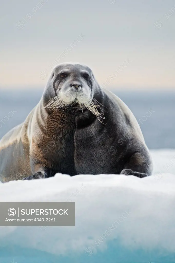 A large bearded seal (Erignathus barbatus) rests on sea ice floating along the arctic coast of Svalbard, Norway, in summertime.