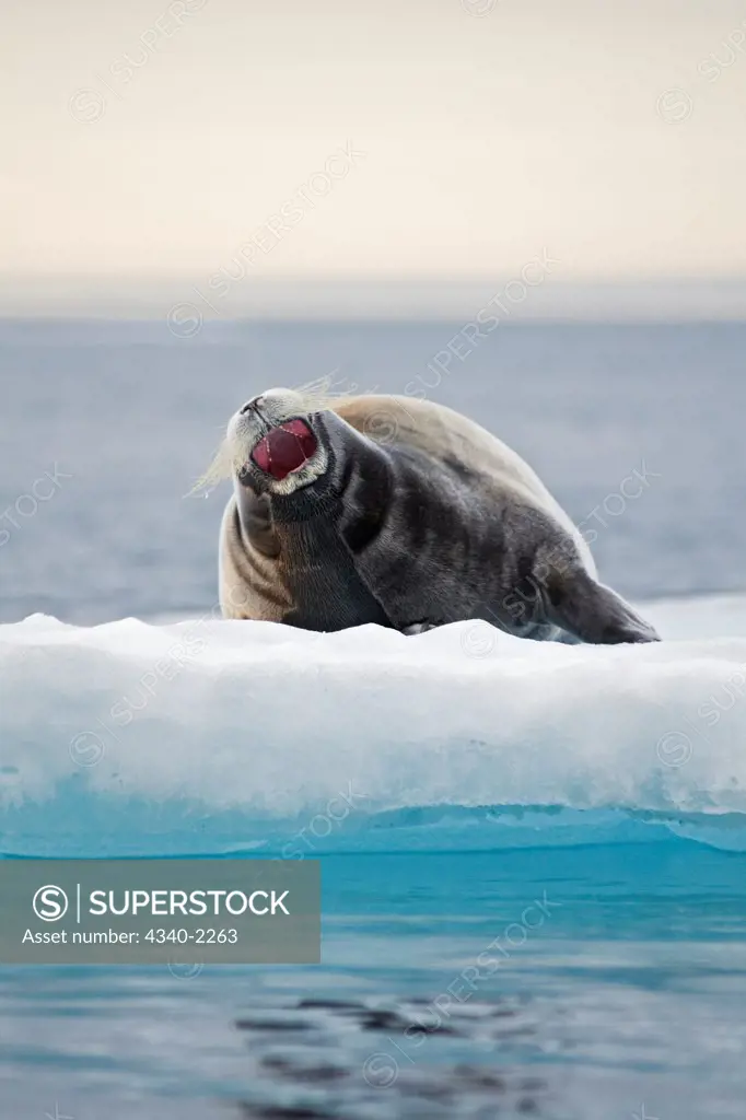 A large bearded seal (Erignathus barbatus) yawns as it rests on sea ice floating along the arctic coast of Svalbard, Norway, in summertime.
