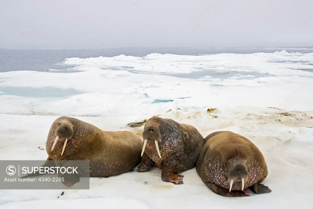 Walruses (Odobenus rosmarus) rest on sea ice floating off the northwest coast of Svalbard, Norway, in summertime.