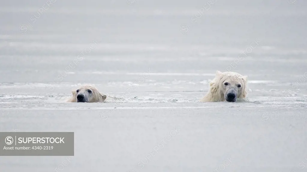 A pair of polar bear cubs (Ursus maritimus) swim through slushy waters during the Fall freeze up, off Bernard Spit, 1002 area of the Arctic National Wildlife Refuge, Alaska.