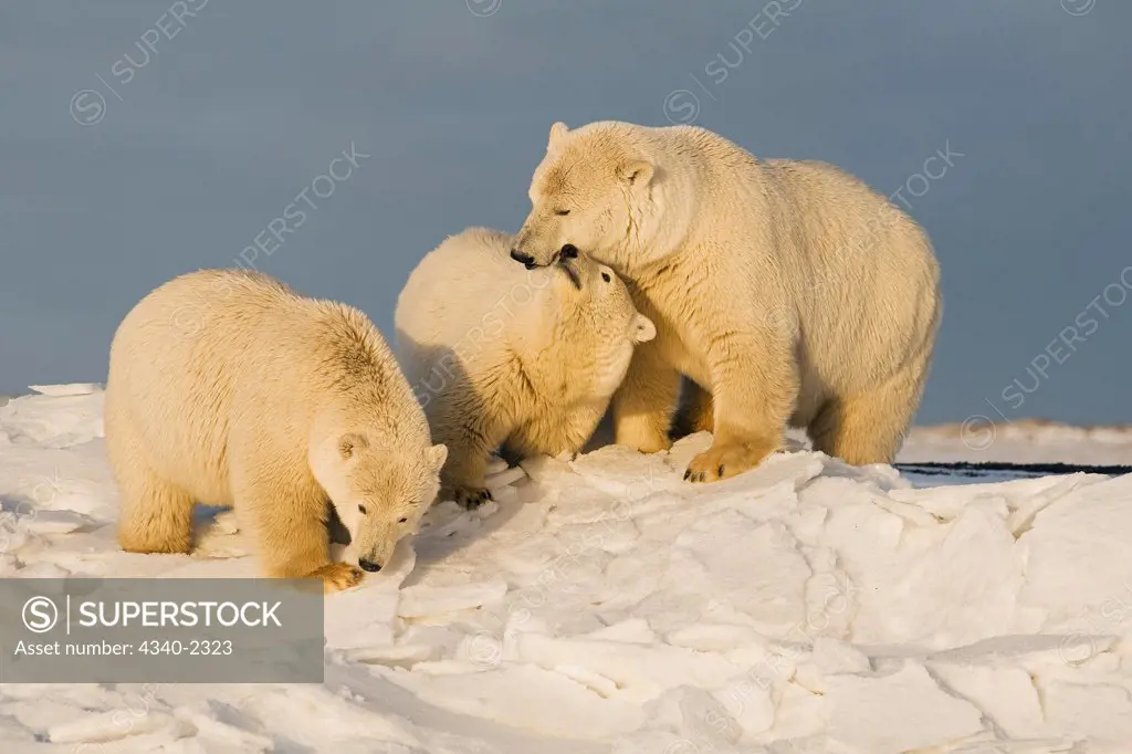 A polar bear (Ursus maritimus) sow with a pair of 2-year-old cubs hang out along a barrier island during the Fall freeze up, Bernard Spit, off the 1002 area of the Arctic National Wildlife Refuge, Alaska.