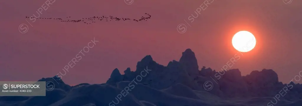King Eiders in Flight by Midnight Sun on Chukchi Sea