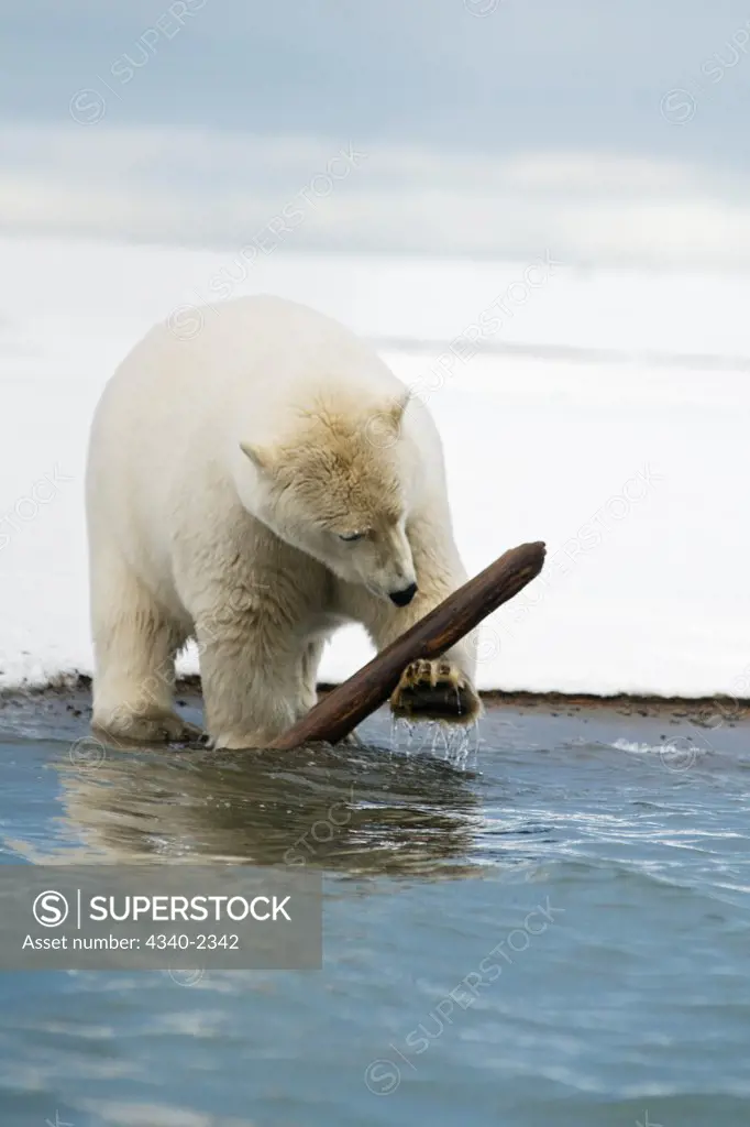 A 3-year-old boar polar bear (Ursus maritimus) entertains himself by playing with a stick along a barrier island during Fall freeze up, Bernard Spit, off the 1002 area of the Arctic National Wildlife Refuge, Alaska.