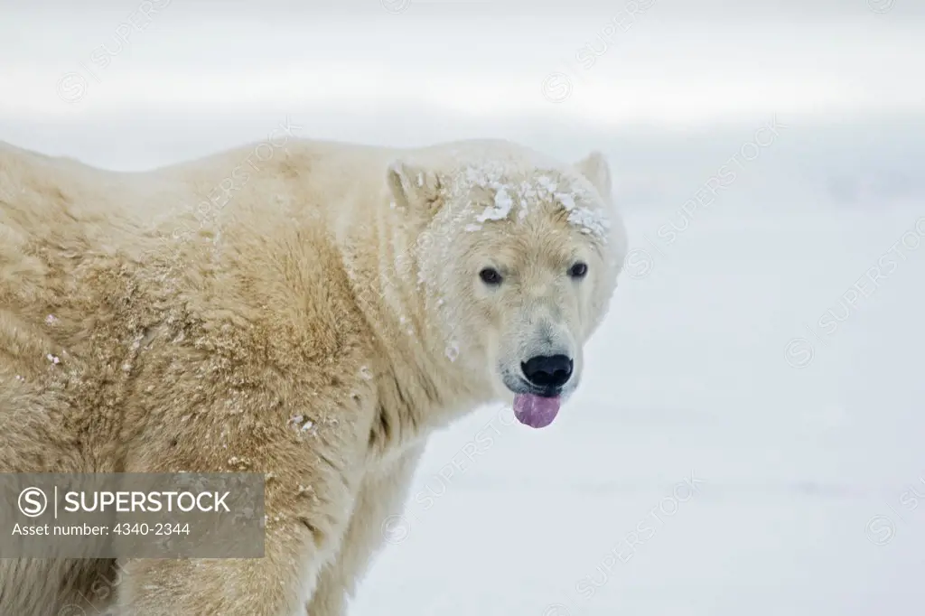 A large boar polar bear (Ursus maritimus) scents the air using its tongue, along the Arctic coast in Autumn, Barter Island, off the 1002 area of the Arctic National Wildlife Refuge, Alaska.