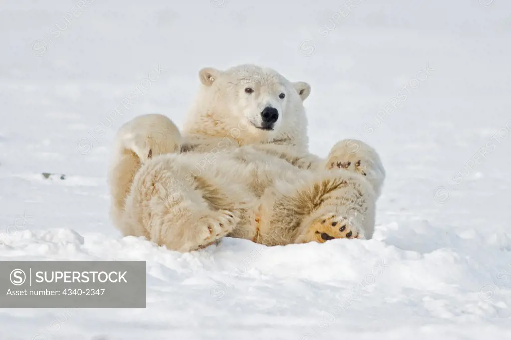 A young polar bear (Ursus maritimus) boar rolls around on newly-formed pack ice to either clean its coat or scratch its back, off the 1002 area of the Arctic National Wildlife Refuge, Alaska.
