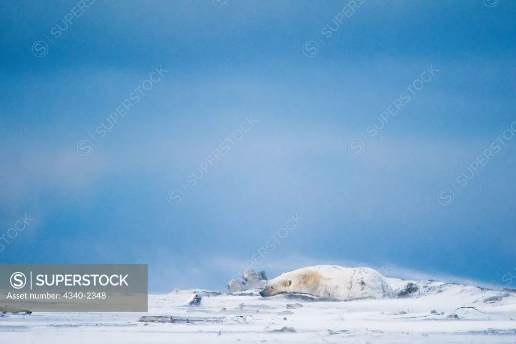 A large senior polar bear (Ursus maritimus) boar rests in a dirt bed along Bernard Spit as chilling winds whip around him, off the 1002 area of the Arctic National Wildlife Refuge, Alaska.