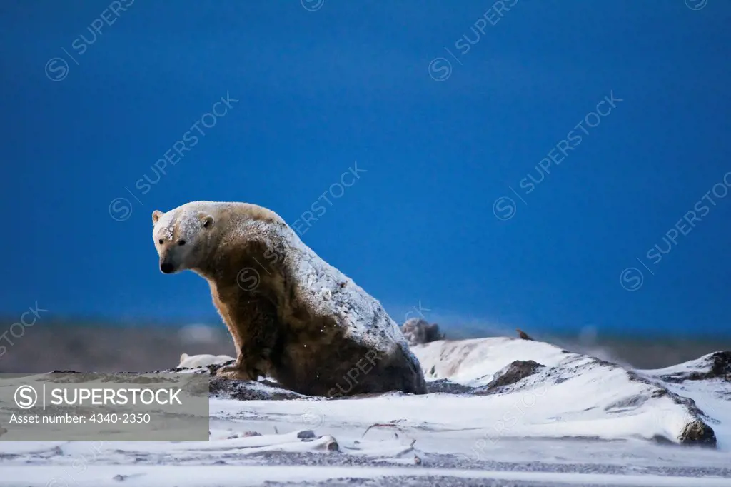 A large senior polar bear (Ursus maritimus) boar rises from a nap, brown sided from his dirt bed along Bernard Spit, off the 1002 area of the Arctic National Wildlife Refuge, Alaska.