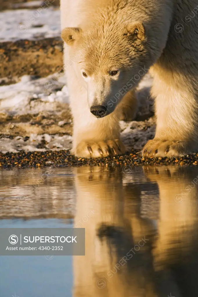 A young tagged polar bear (Ursus maritimus) boar along a barrier island during Fall freeze up, Bernard Spit, off the 1002 area of the Arctic National Wildlife Refuge, Alaska.