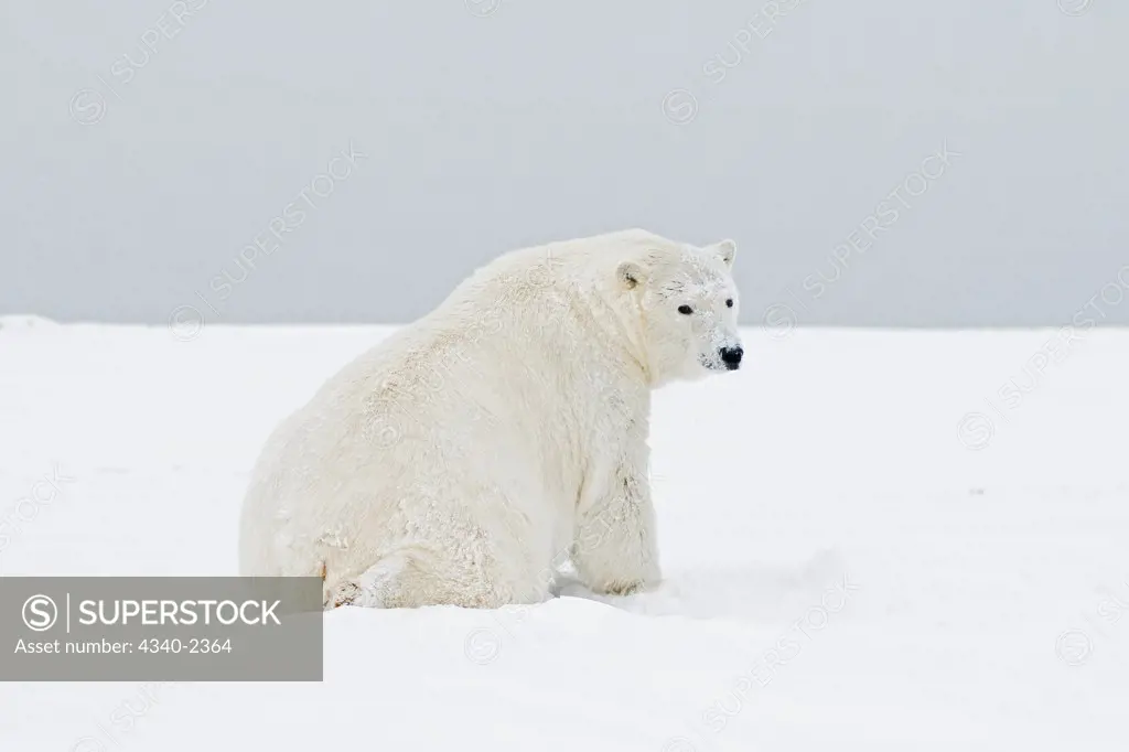 A subadult young polar bear (Ursus maritimus) boar rests on newly formed pack ice during the Fall freeze up, off the 1002 area of the Arctic National Wildlife Refuge, Alaska.