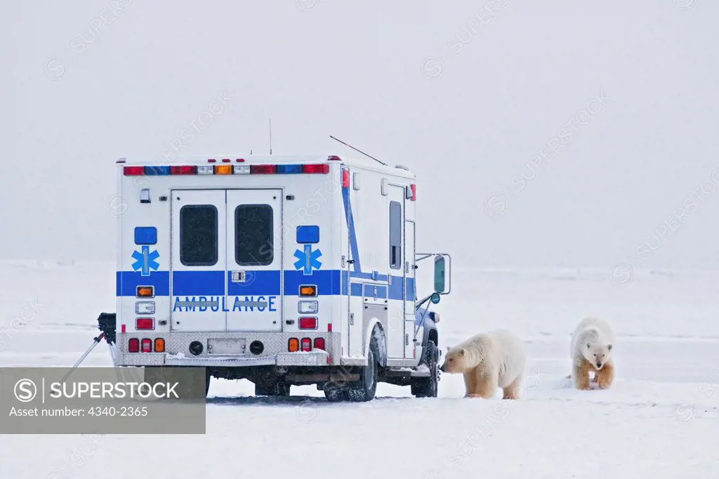 A pair of sub-adult polar bears (Ursus maritimus) investigate the arrival of an out-of-service ambulance now used for filmmaking, outside the Inupiaq village of Kaktovik, Barter Island, off the 1002 area of the Arctic National Wildlife Refuge, Alaska.