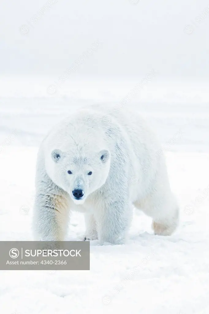 A curious young  polar bear (Ursus maritimus) boar approaches from newly formed pack ice during the Fall freeze up, off the 1002 area of the Arctic National Wildlife Refuge, Alaska.