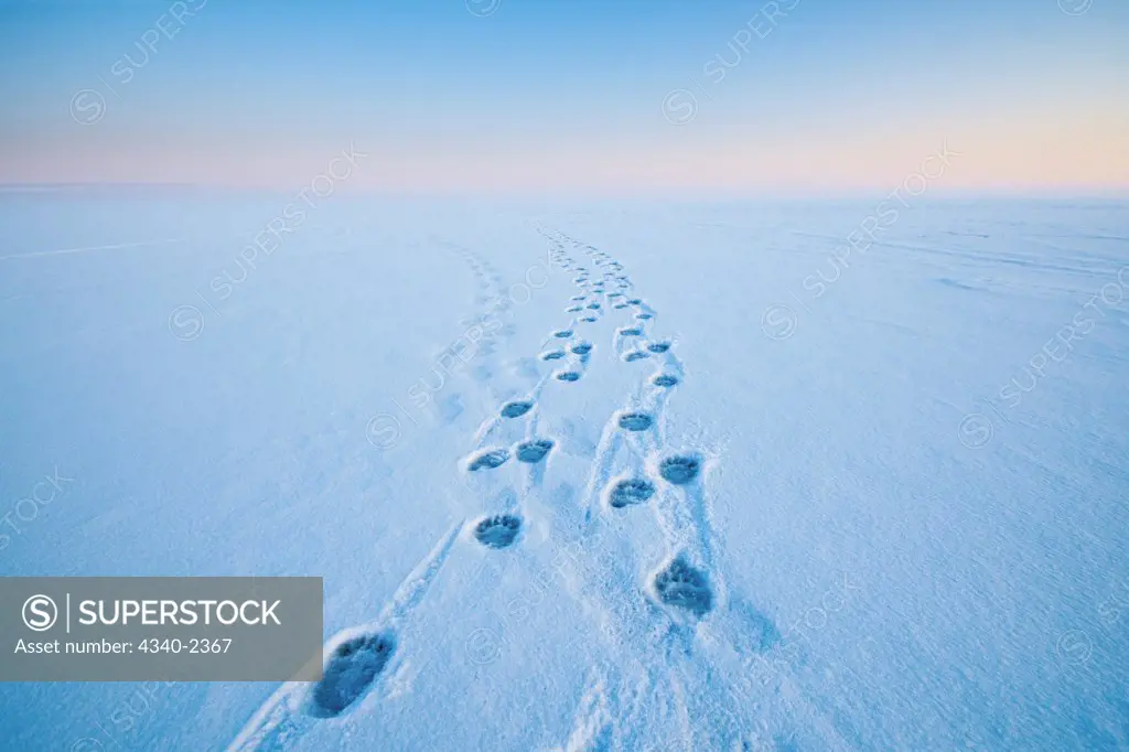 Polar bear (Ursus maritimus) footprints in the snow along a barrier island during Fall freeze up, Bernard Spit, off the 1002 area of the Arctic National Wildlife Refuge, Alaska.