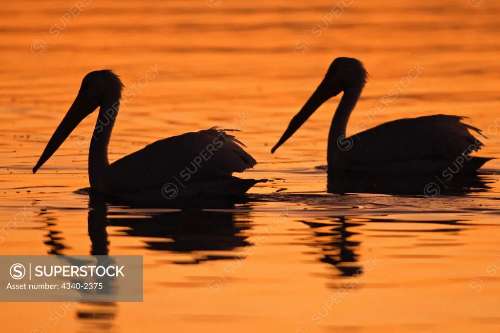 A pair of silhouetted adult American white pelicans (Pelecanus erythrorhynchos) wintering in the Salton Sea National Wildlife Refuge,