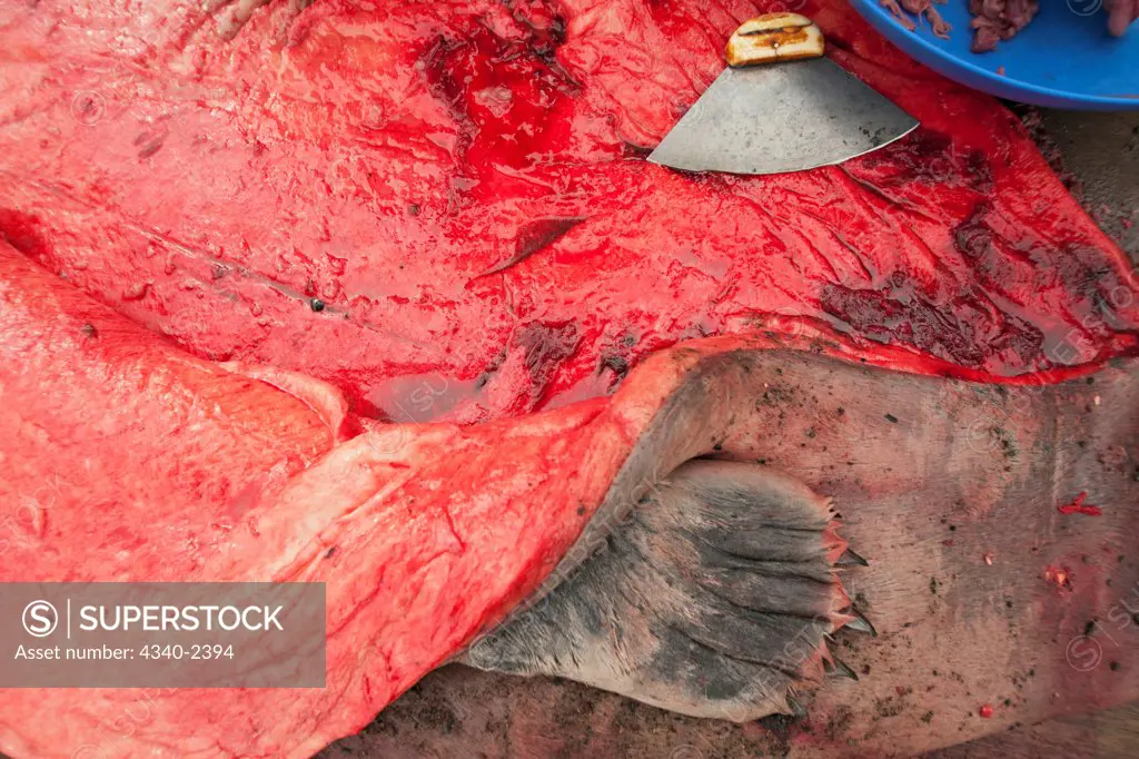 Bearded Seal Carcass Being Processed for Food