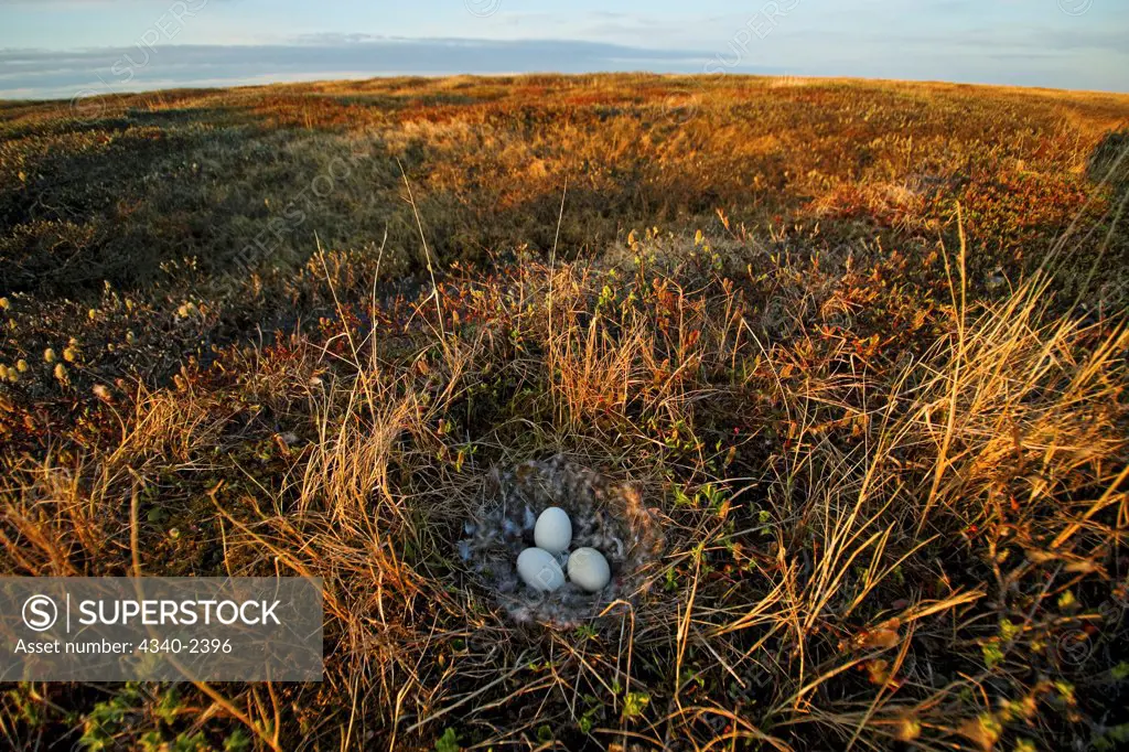 Goose Eggs in a Nest on Alaskan Arctic Tundra