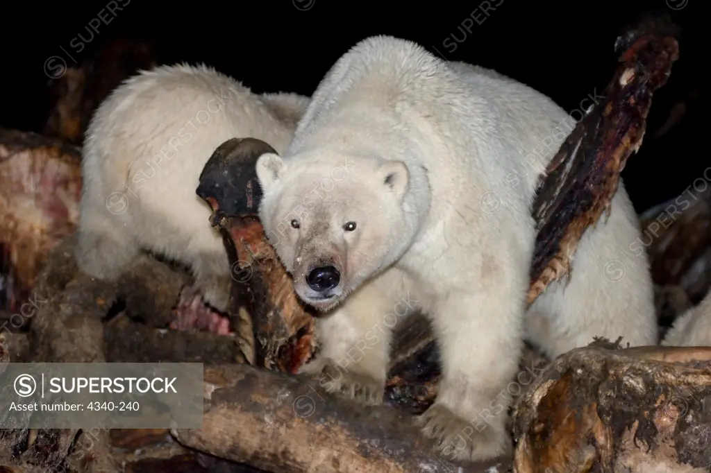 Polar Bears Feeding on Bowhead Whale Carcass