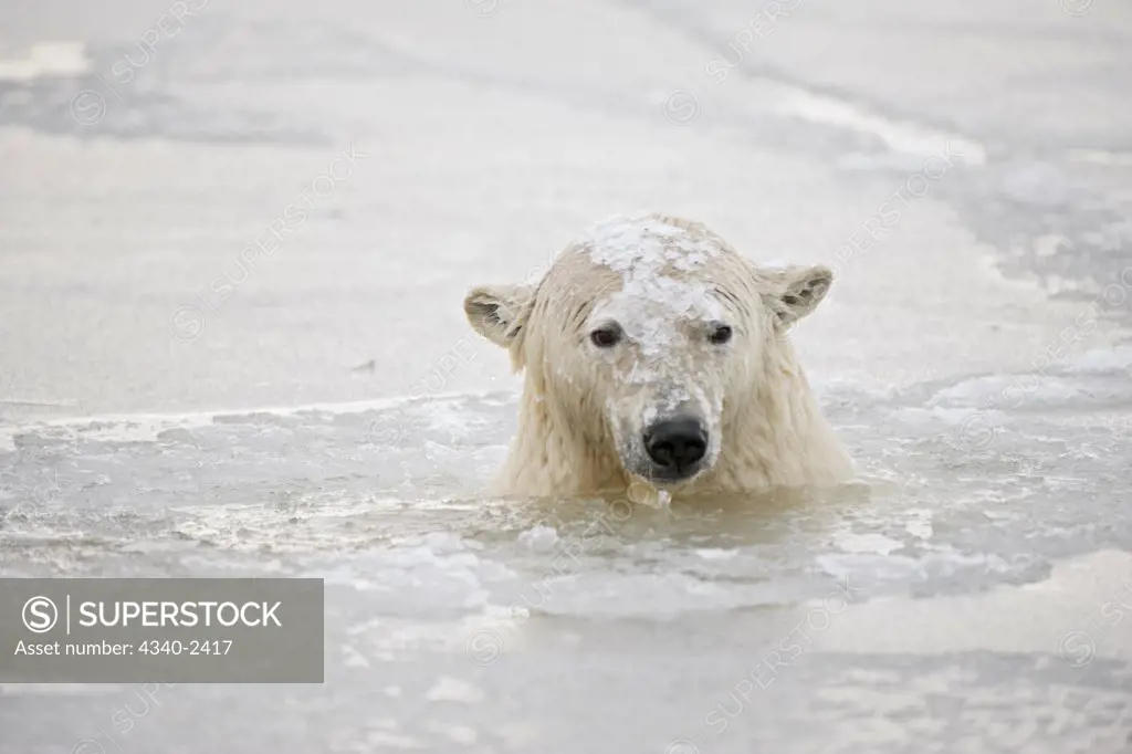 Polar Bear Swimming in Icy Water