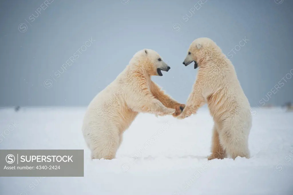 Polar Bear Cubs Play Fighting