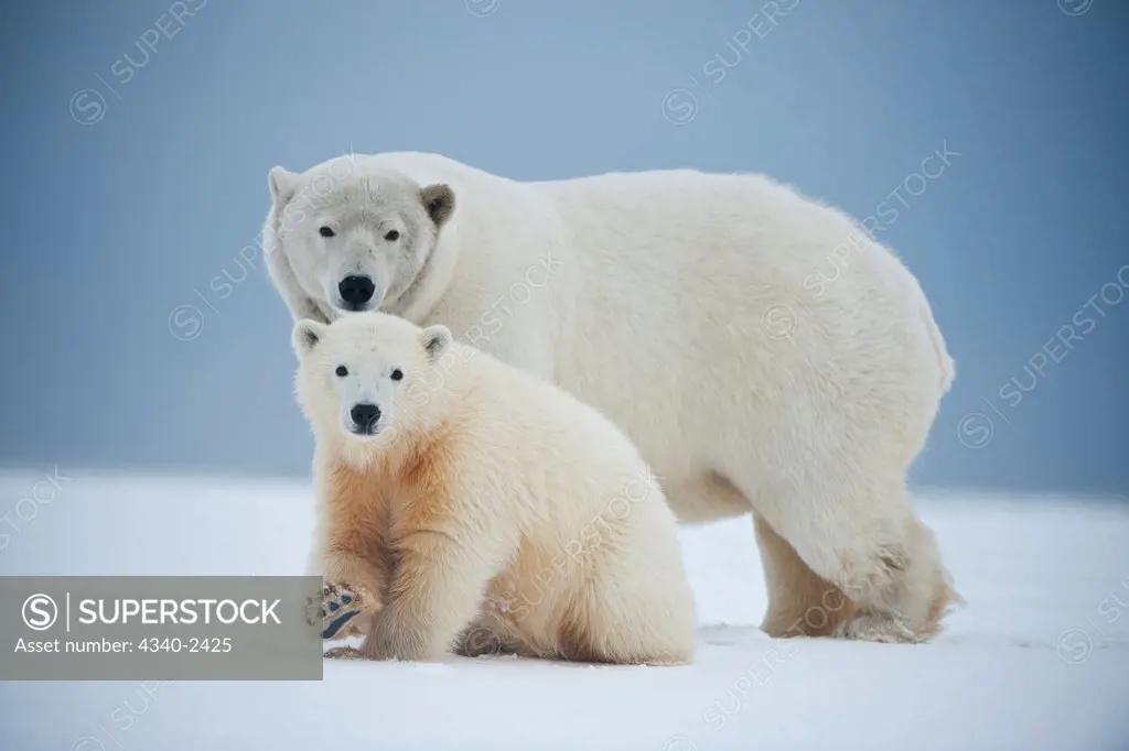Polar Bear Sow and Cub
