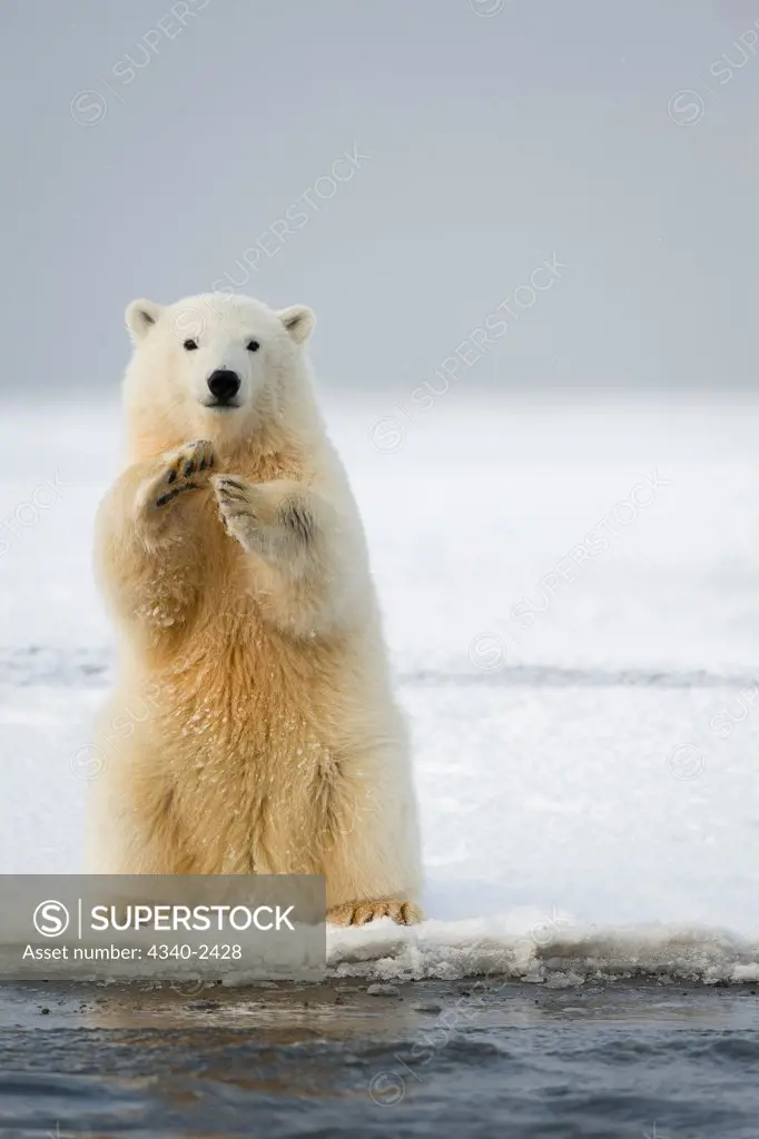 Polar Bear Cub Sitting Up