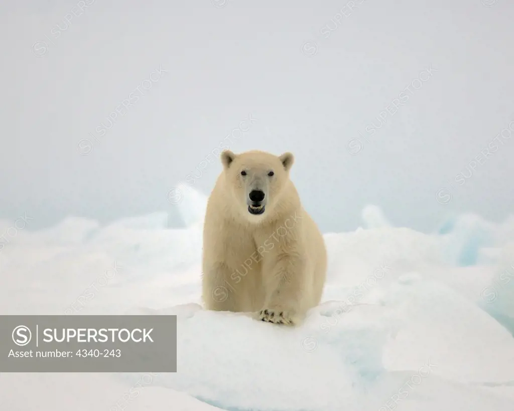 Polar Bear Walking Over Jumbled Pack Ice