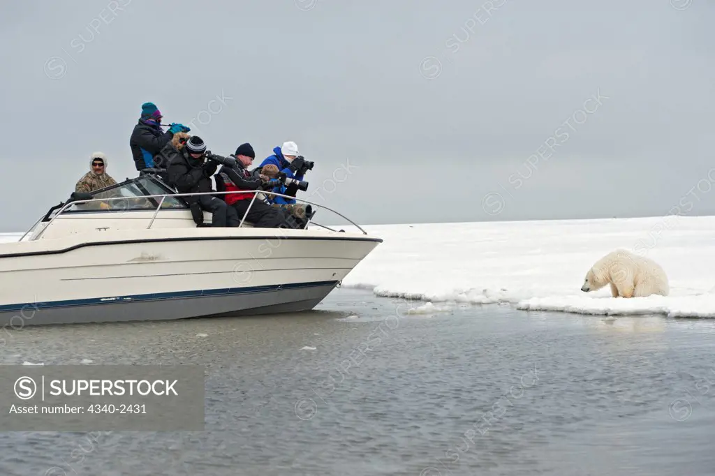Boatload of Photographers Focus on Polar Bear