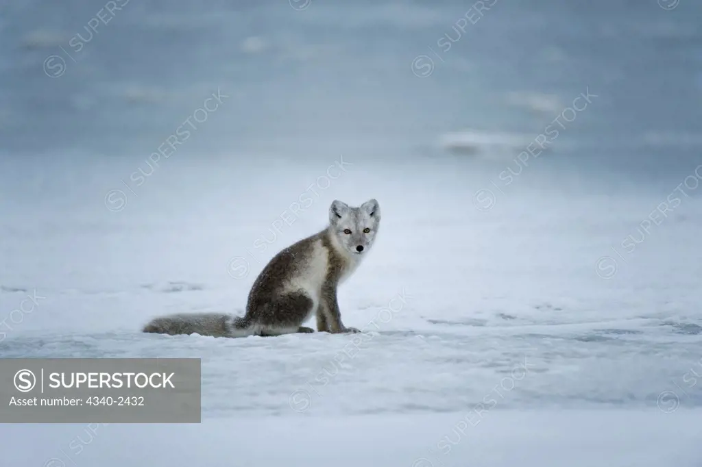 Arctic Fox Along the Arctic Coast of Alaska