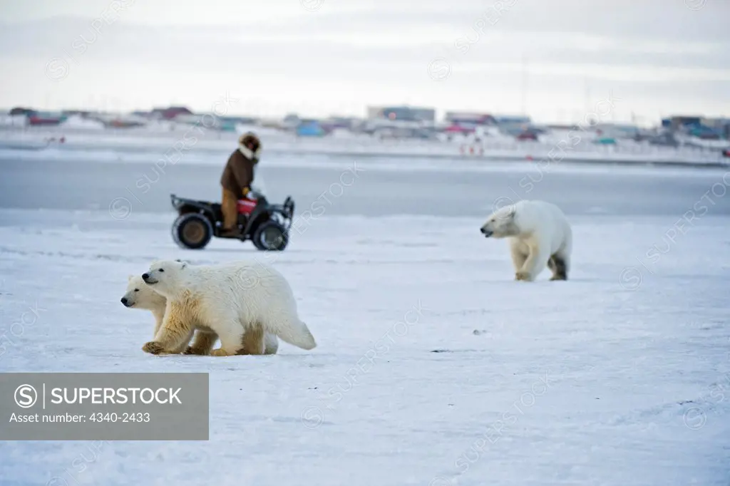 Polar Bears Outside Inupiaq Coastal Arctic Village, Alaska