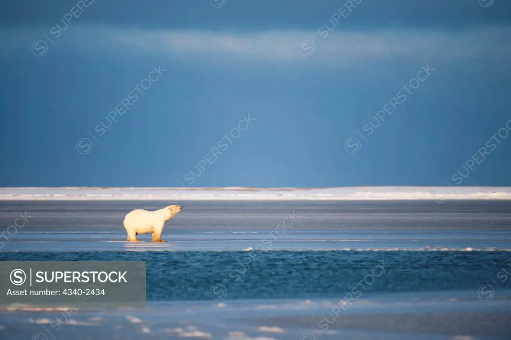 Polar Bear on Newly Formed Pack Ice