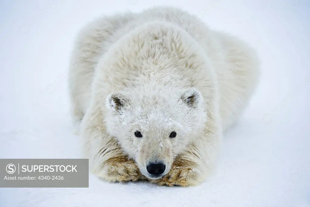 Polar Bear Cub Resting