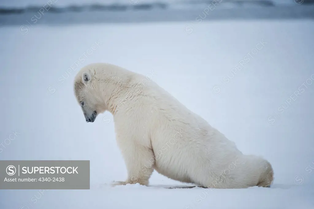 Polar Bear Cub Stretching