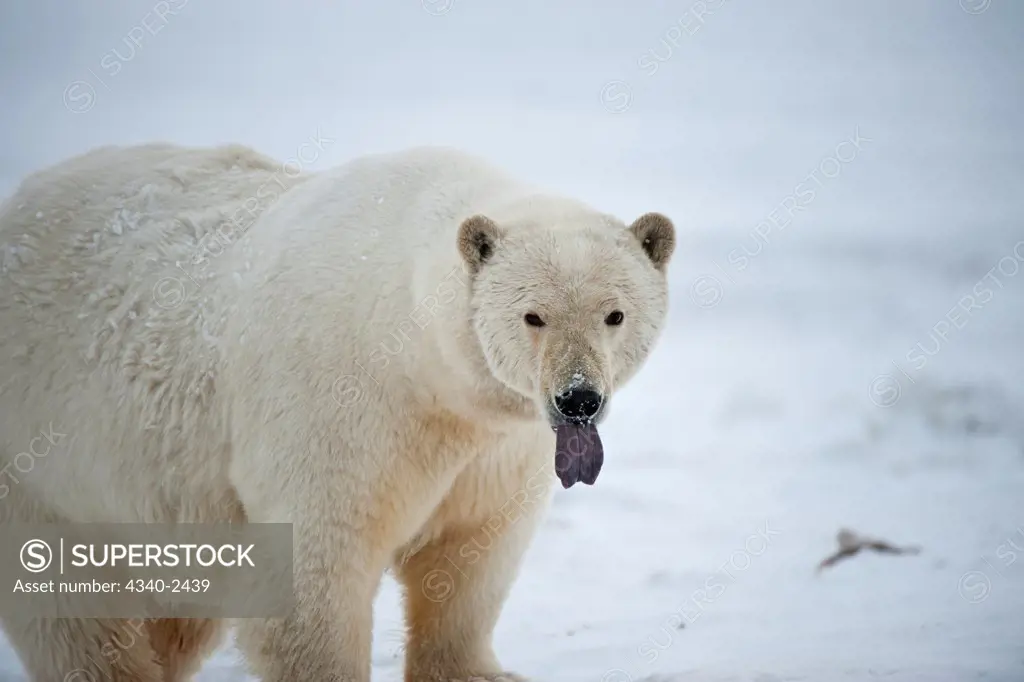 Polar Bear With Tongue Out