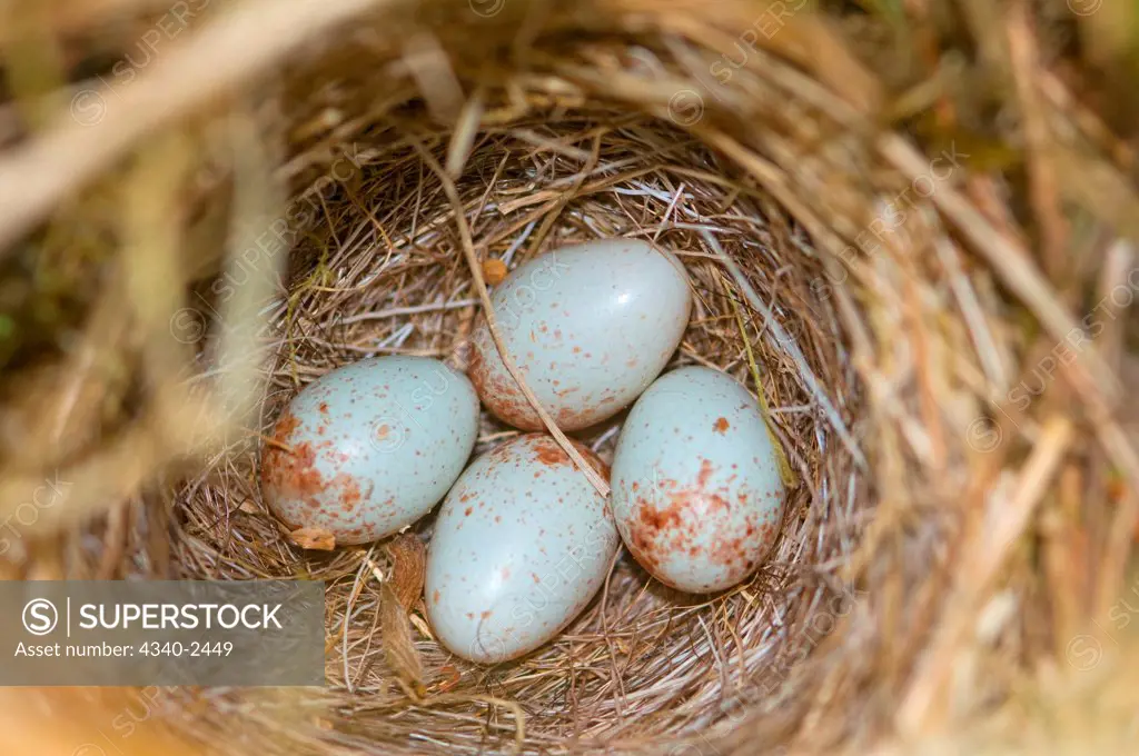 Light blue specaled dark-eyed junco, Junco hyemalis, eggs in a ground nest in the Quinault rainforest, Olympic National Park, Olympic Peninsula, Washington