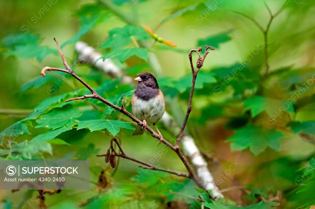 dark-eyed junco, Junco hyemalis, adult sits in a maple tree in the Quinault rainforest in summer, Olympic National Park, Olympic Peninsula, Washington