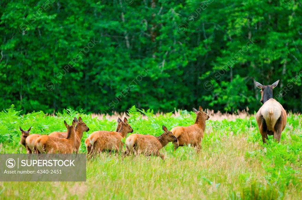Roosevelt elk, Cervus elaphus, cow with group of spring calves in the Quinault rainforest in summer, Olympic National Park, Olympic Peninsula, Washington