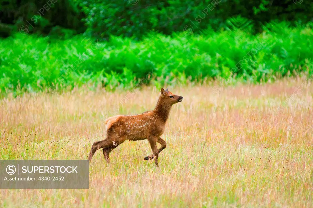 Roosevelt elk, Cervus elaphus, spring calf in a grass field in the Quinault rainforest of the Olympic National Park, Olympic Peninsula, Washington