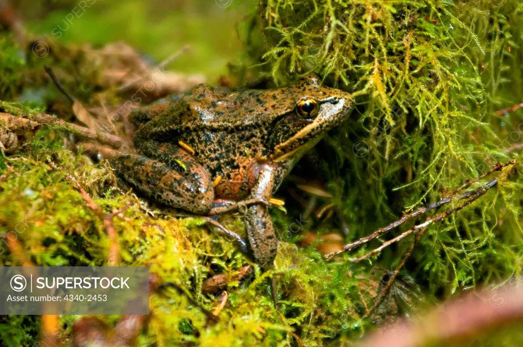 red-legged frog, Rana aurora, adult almost camoflauged in the lush mosses of the Quinault rainforest in summer, Olympic National Park, Olympic Peninsula, Washington