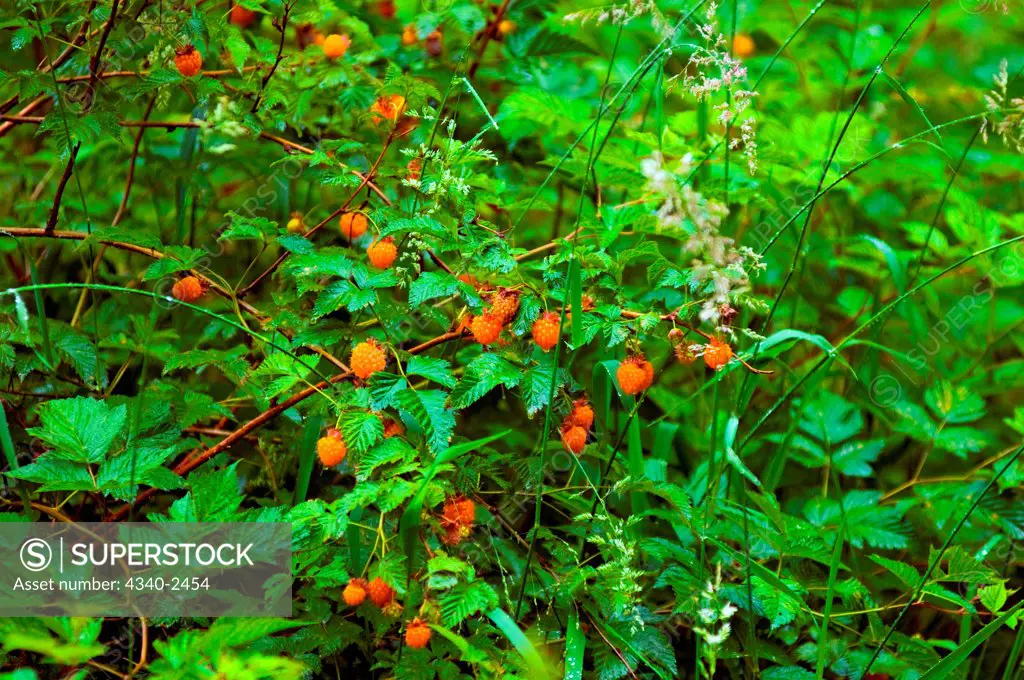 Bright orange colored salmonberry, Rubus spectabilis, shrub in the Quinault rainforest, Olympic National Park, Olympic Peninsula, Washington