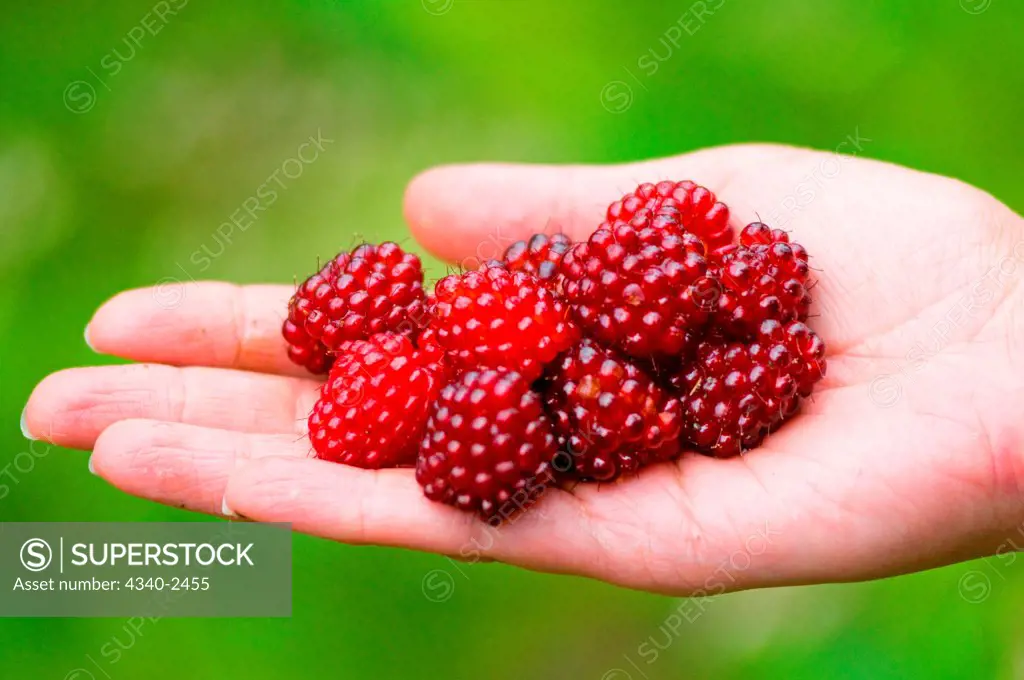 A handful of juicy red salmonberry, Rubus spectabilis, fruits found in the Quinault rainforest of the Olympic National Park, Olympic Peninsula, Washington
