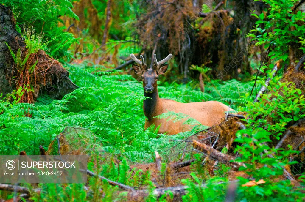 Roosevelt elk, Cervus elaphus, young buck amidst lush ferns and mosses in the Quinault rainforest in summer, Olympic National Park, Olympic Peninsula, Washington
