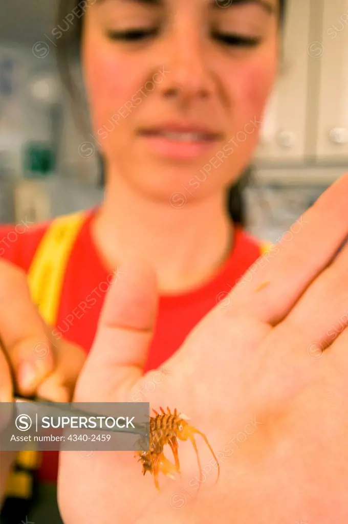 ArcticNet scientist displays an amphipod pulled up from the sea floor of the Northwest Passage in August, CCGS Amundsen, Baffin Bay, Nunavut, Canada. There are over 8000 amphipod species worldwide, inhabiting a variety of aquatic environments.